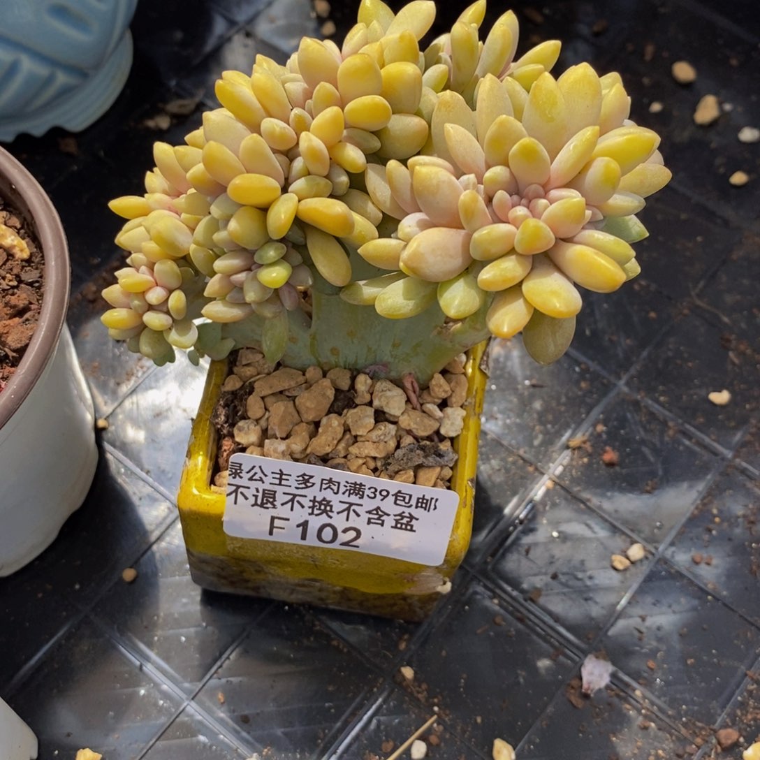 奶酪缀102/7c m有侧切