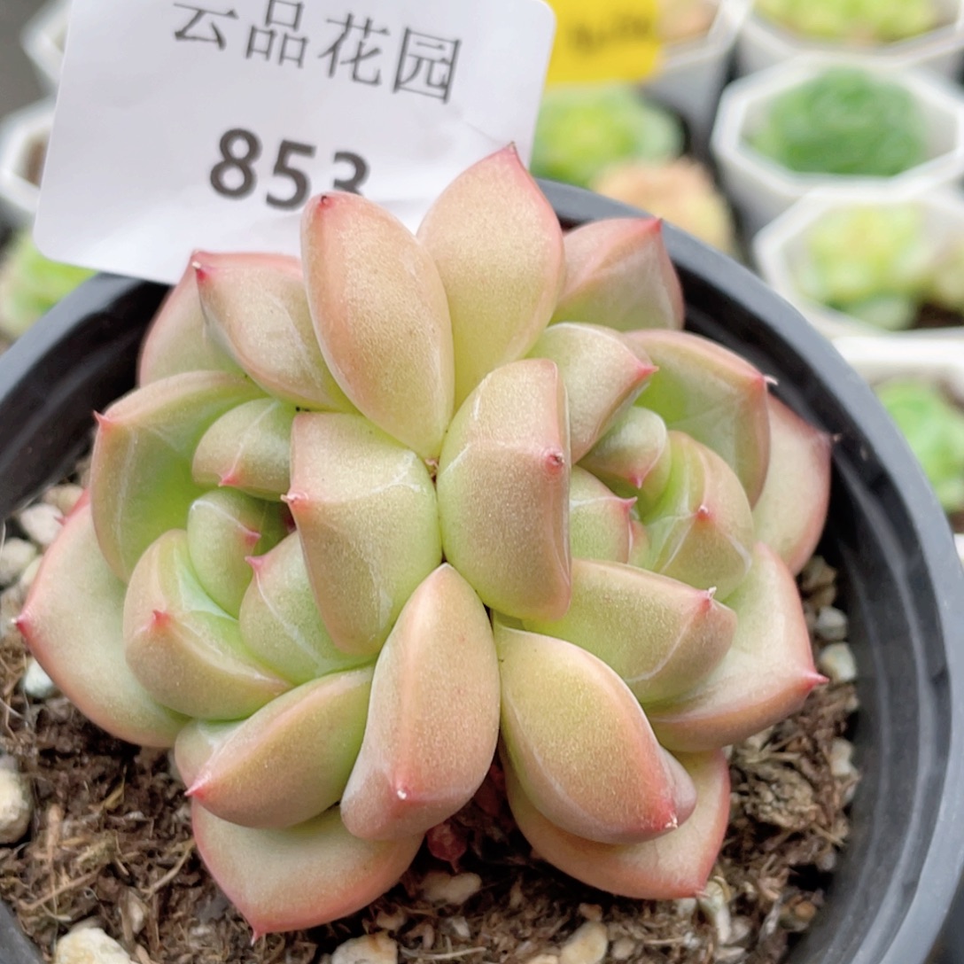 853号糖心冰心珍妮