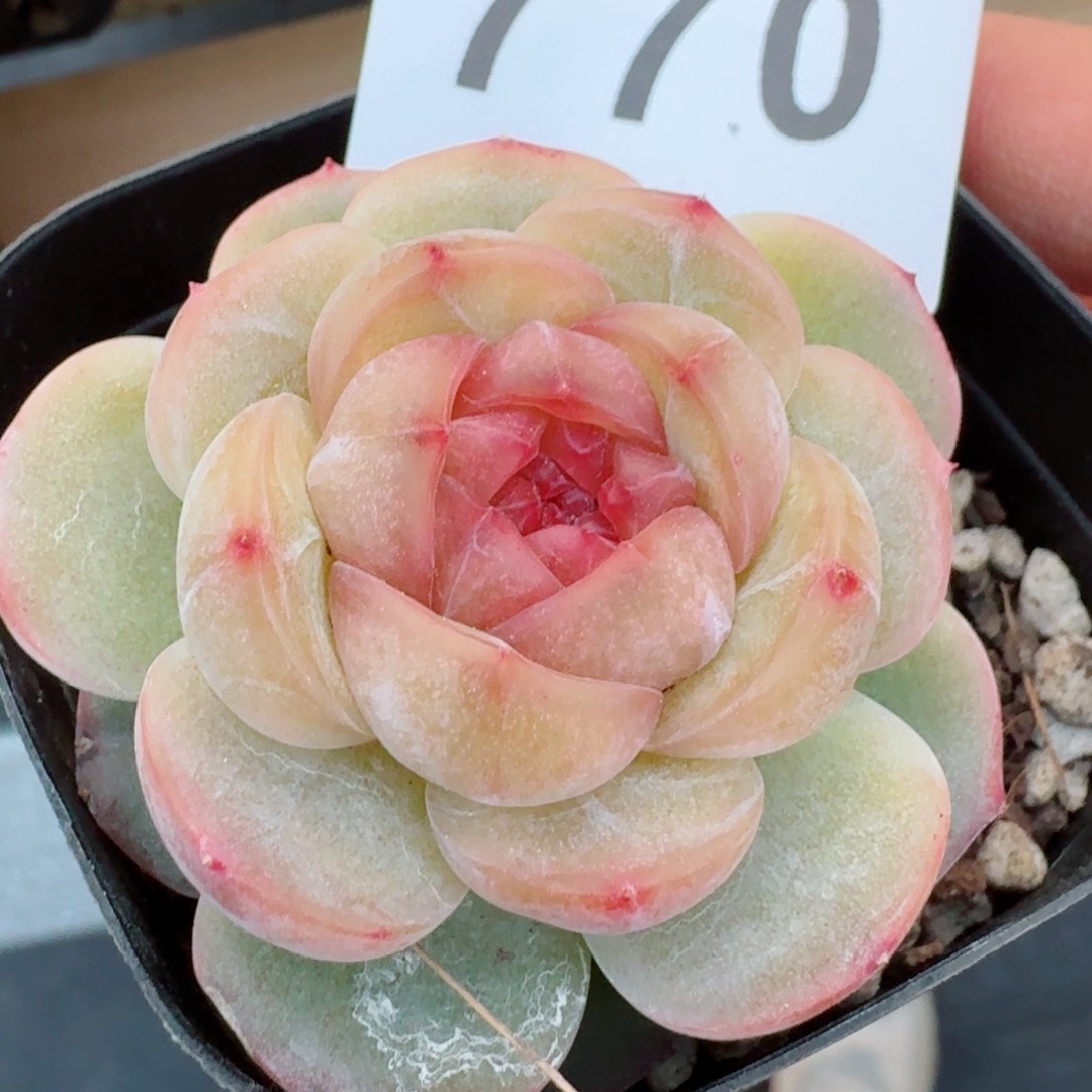 长相思         精品多肉