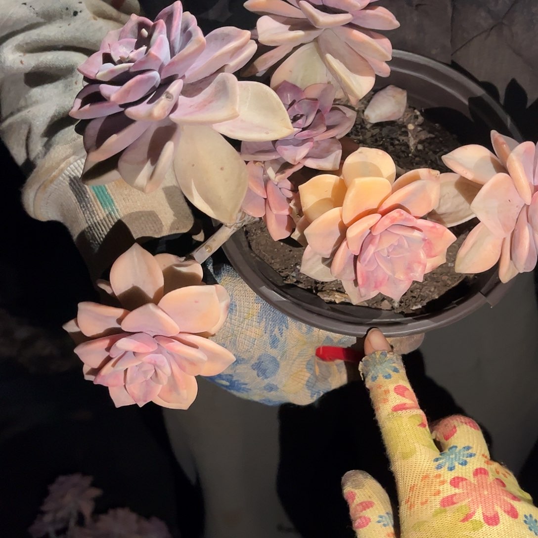 M***旻多肉植物紫乐景c76