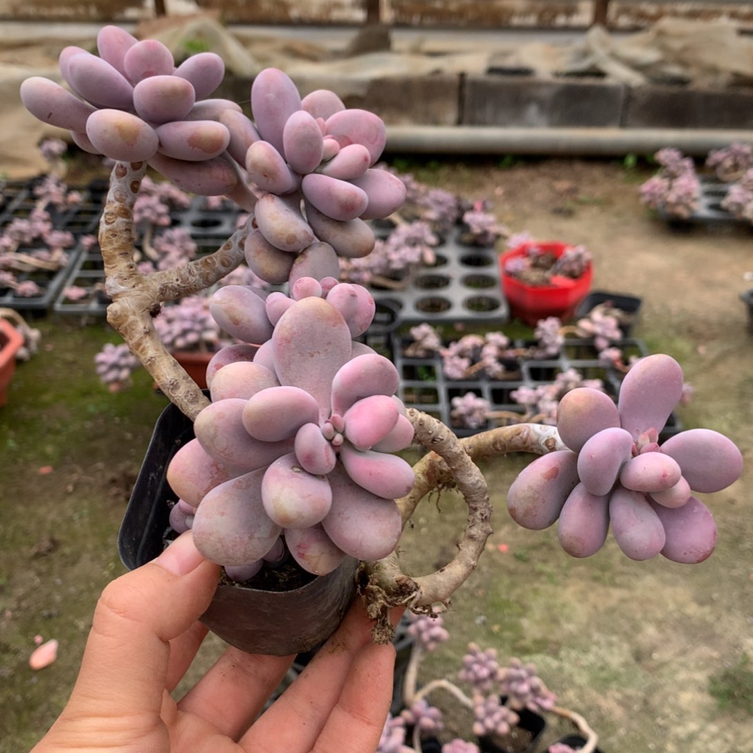 桃蛋老桩72号不带盆