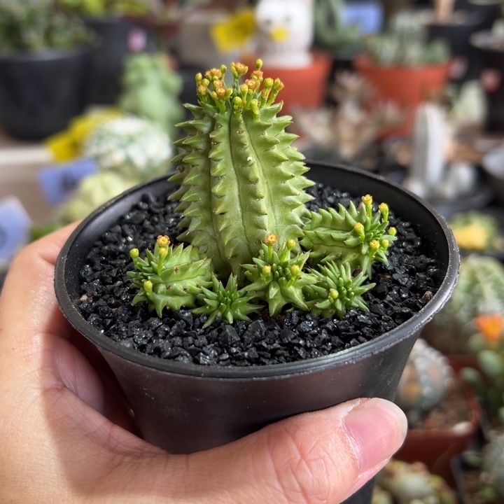 海胆群生带盆111111111