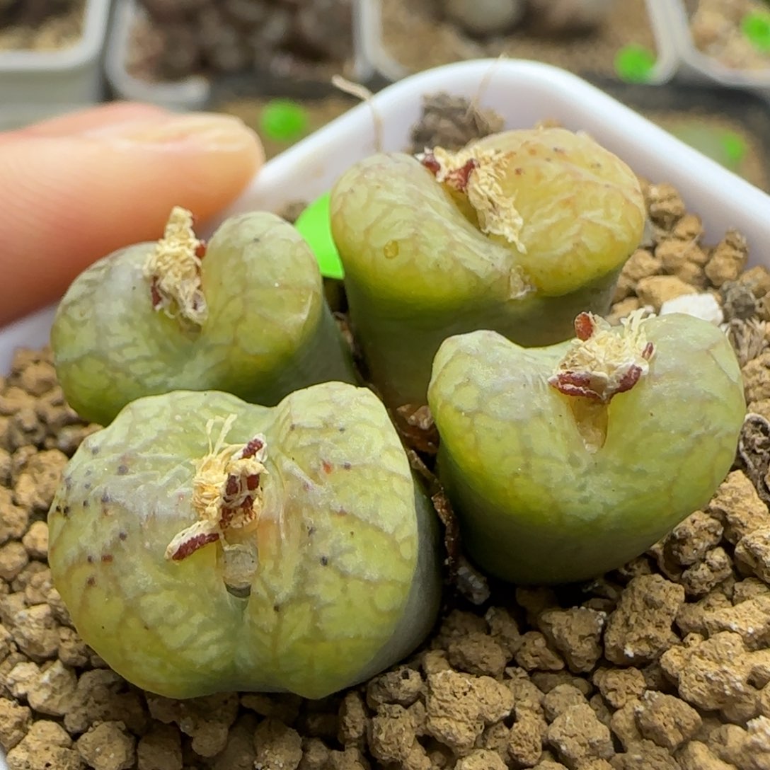 杂交流水纹多肉植物145