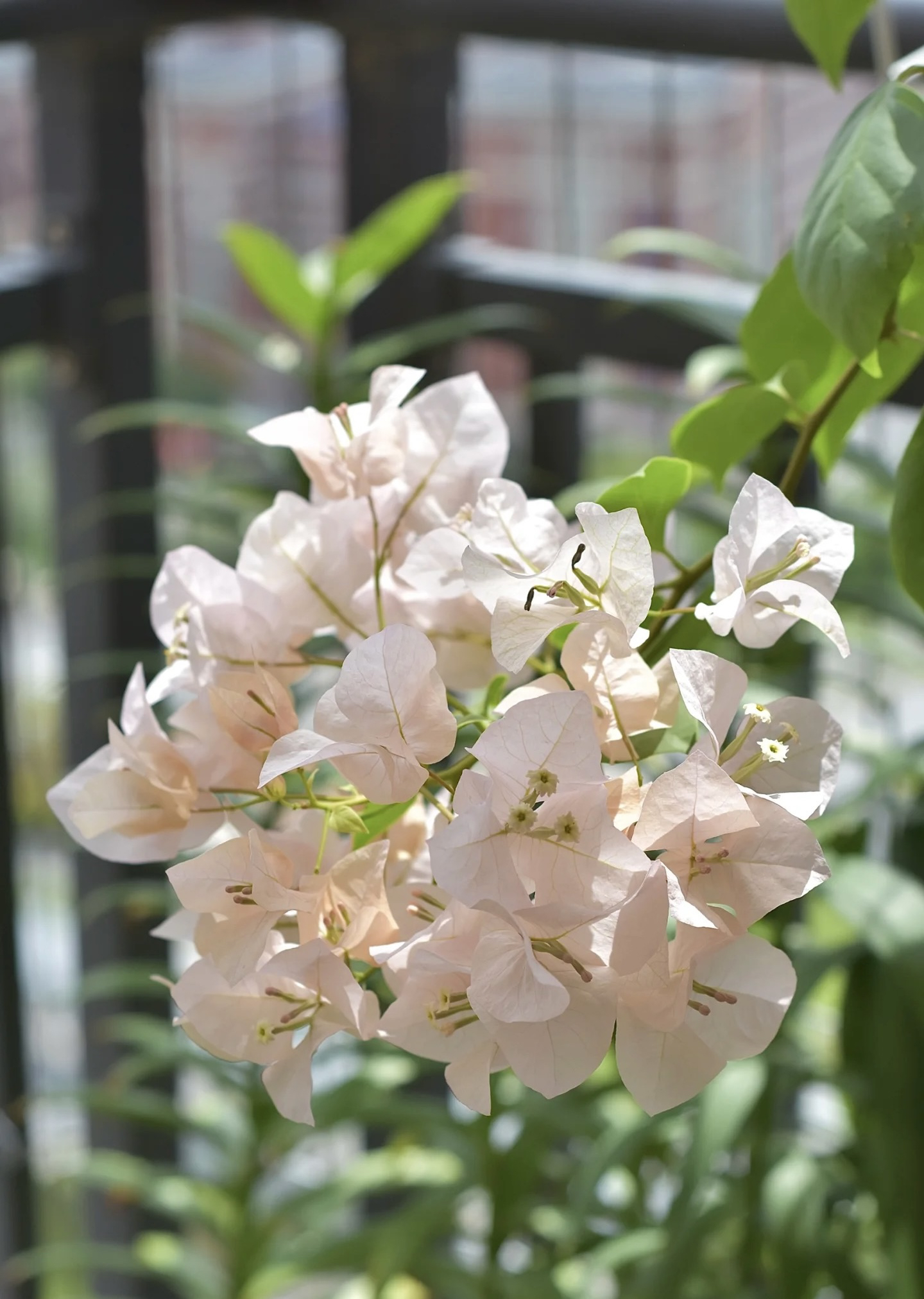 （阿达的喜悦）三角梅四季勤花耐寒耐热易养活 不带盆 不带花