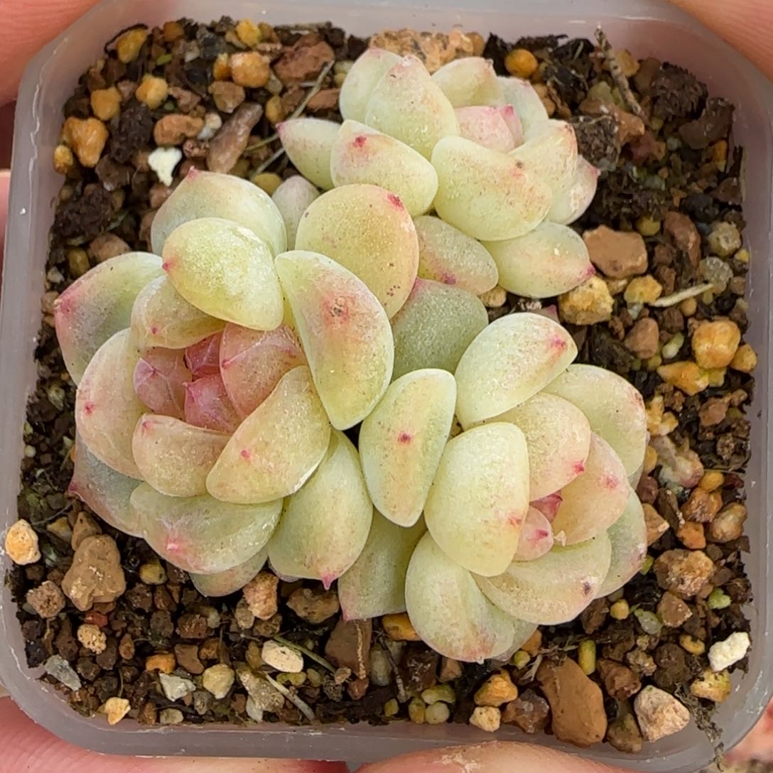 一物一拍甜心11191