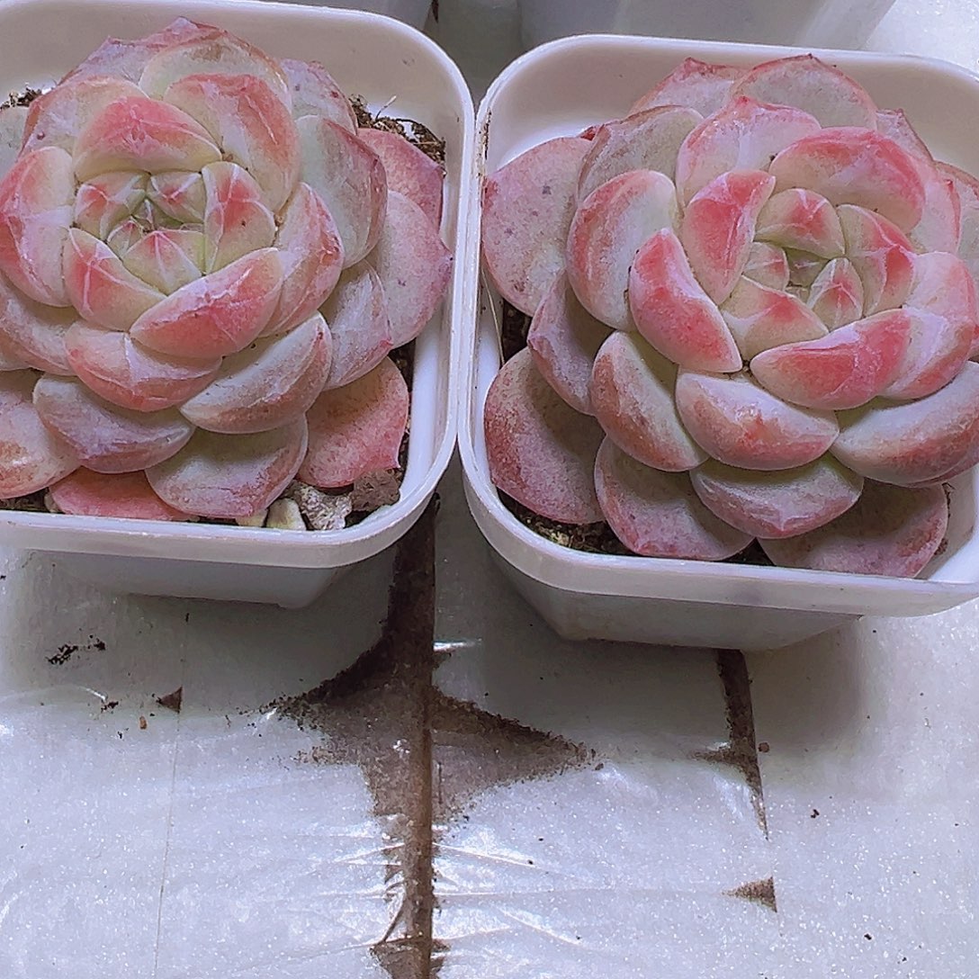 黛玉冰魄19包邮多肉植物