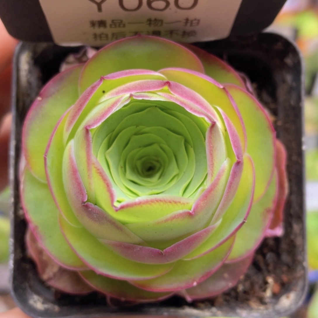 浣纱玫瑰一物一拍060