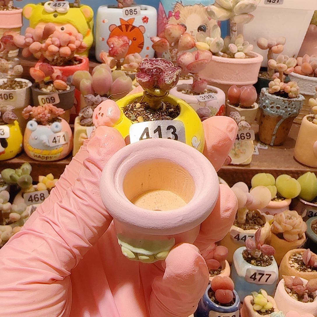 游***鱼T猫耳海豹种豌豆盆口2.5cm