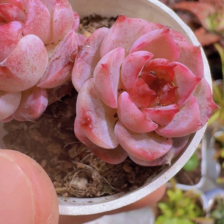 韩版天鹅绒五厘米盆一颗