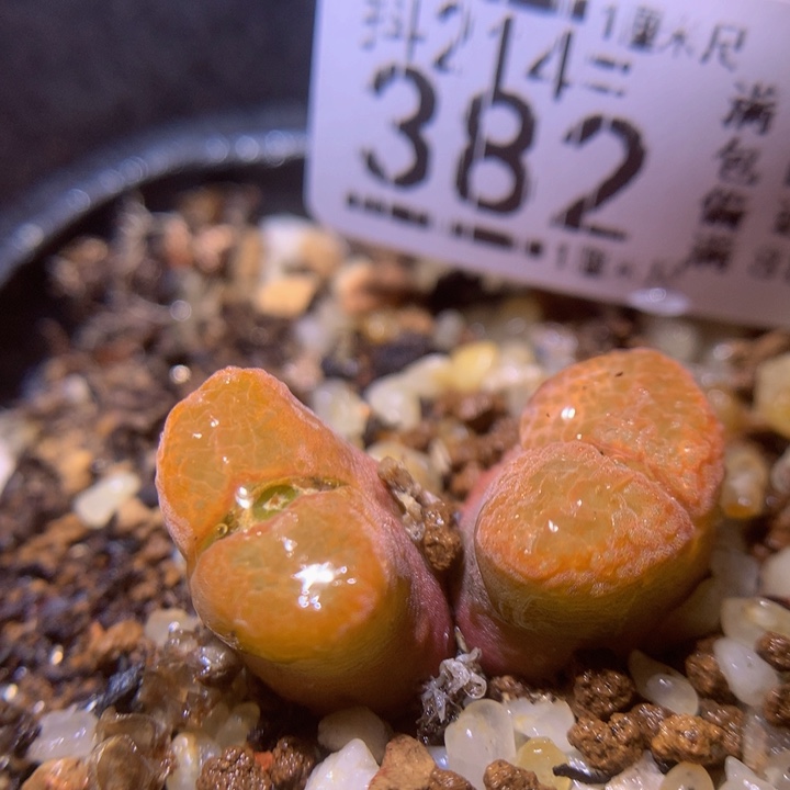 精品生石花214.382