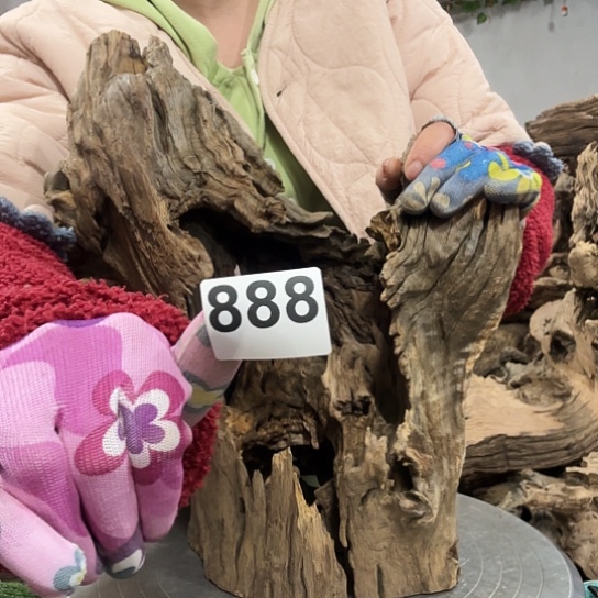 无**飞紫砂啦打榜啦我来