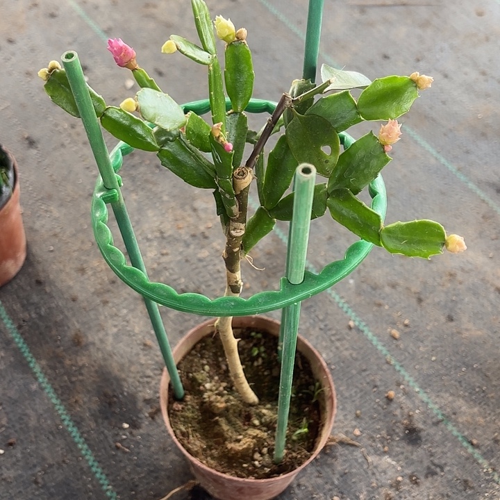 晨***光当前无花栽培后可以开花