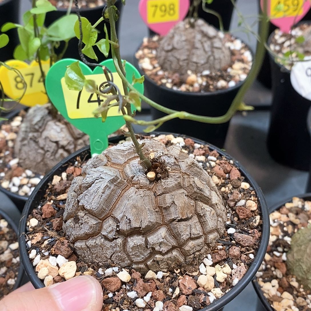 南非龟甲龙龟甲龙