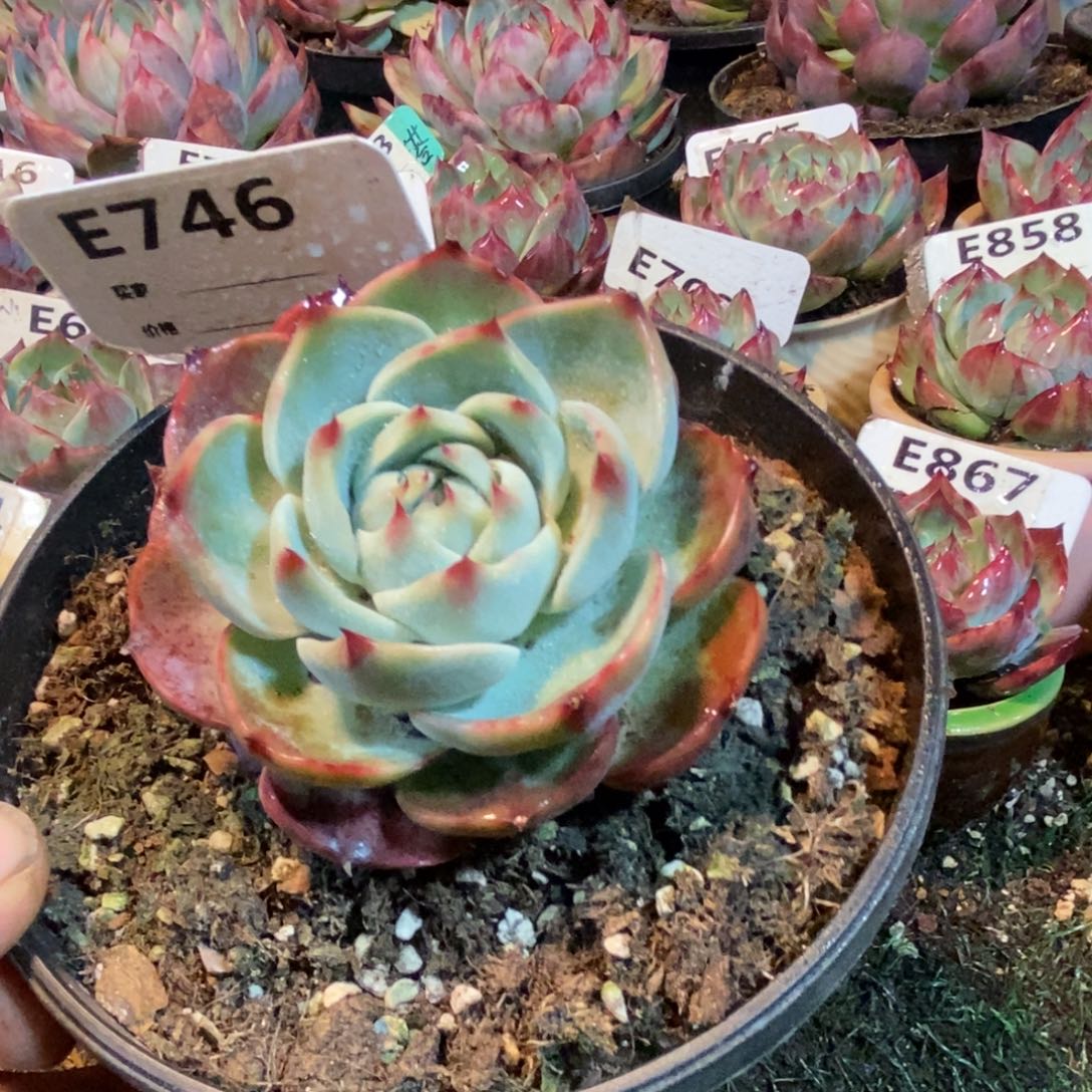 惊鸿一瞥746号楼多肉