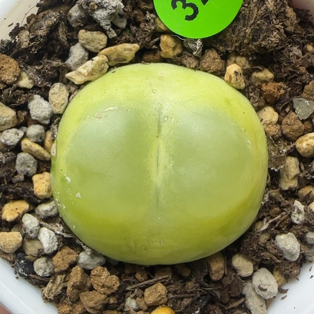 拉登瑕疵多肉植物321