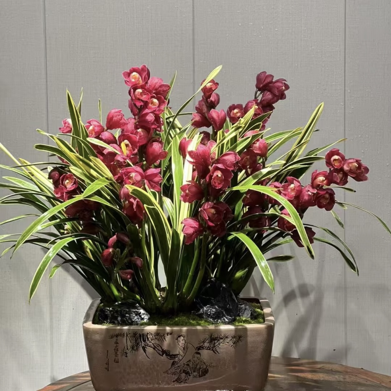 【多支花剑】金边红袍 大花蕙兰 年宵花 室内好养盆栽花卉