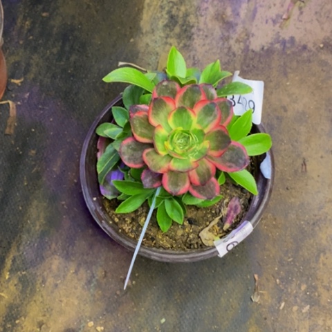 魅金玫瑰锦多肉3429