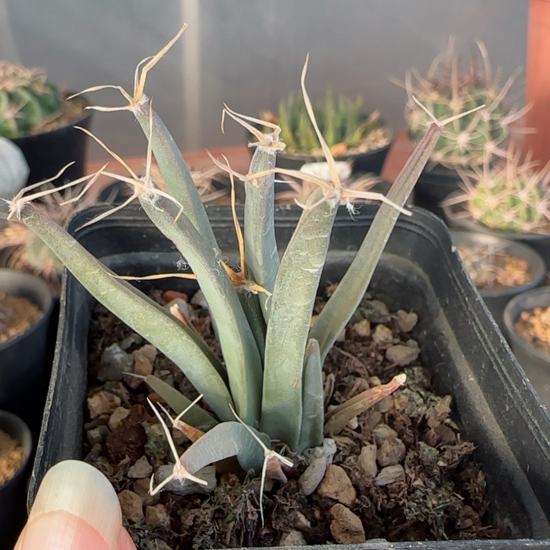 实生籽播光山多肉