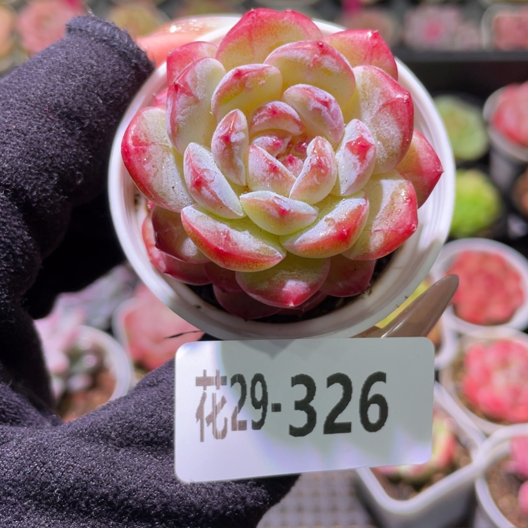 花利美29-326雪颜玉