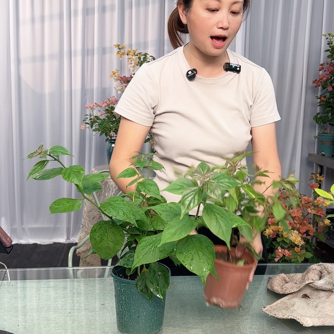 大部分开放少量花苞倾城，红桑巴，变色龙组合