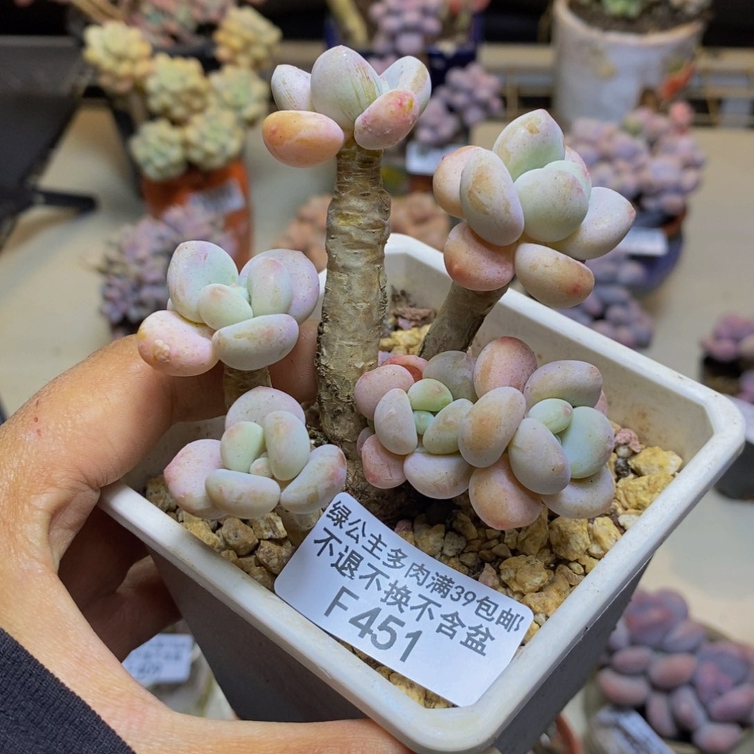 451花朵洛神多肉7cm