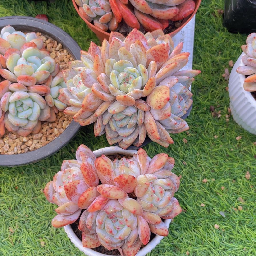 小羊驼 橙子群生老桩组合