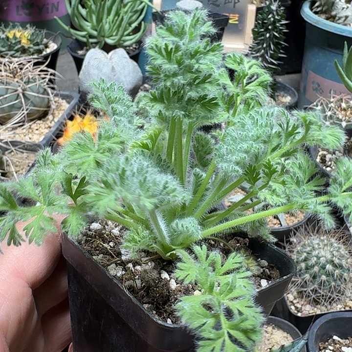 323羽叶洋葵带盆发货