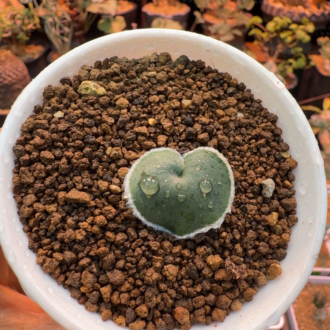 毛爱心074 仙人球