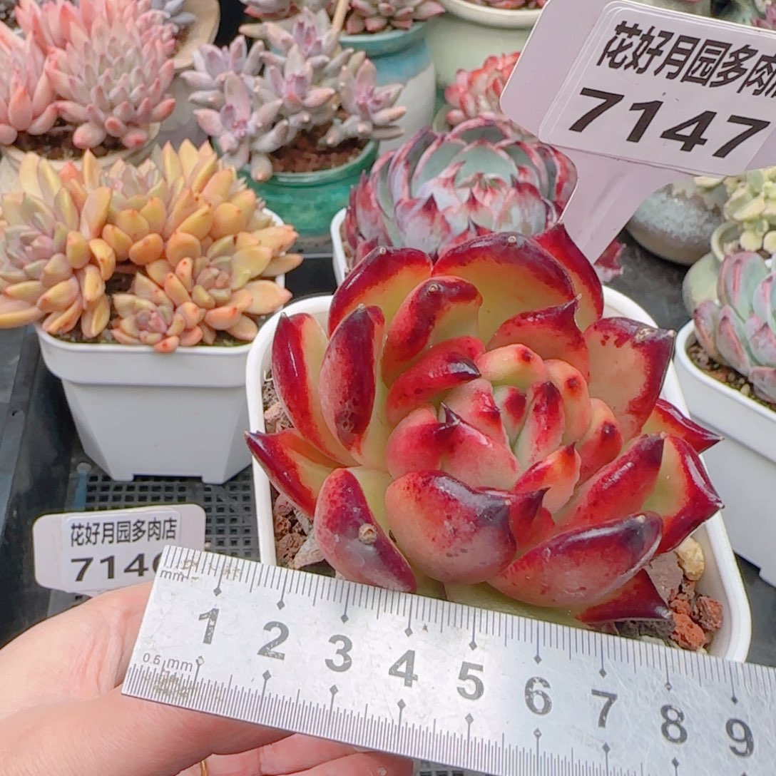 多肉植物7147……………