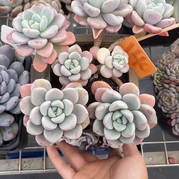 两单包邮，一物一拍140花瓣露