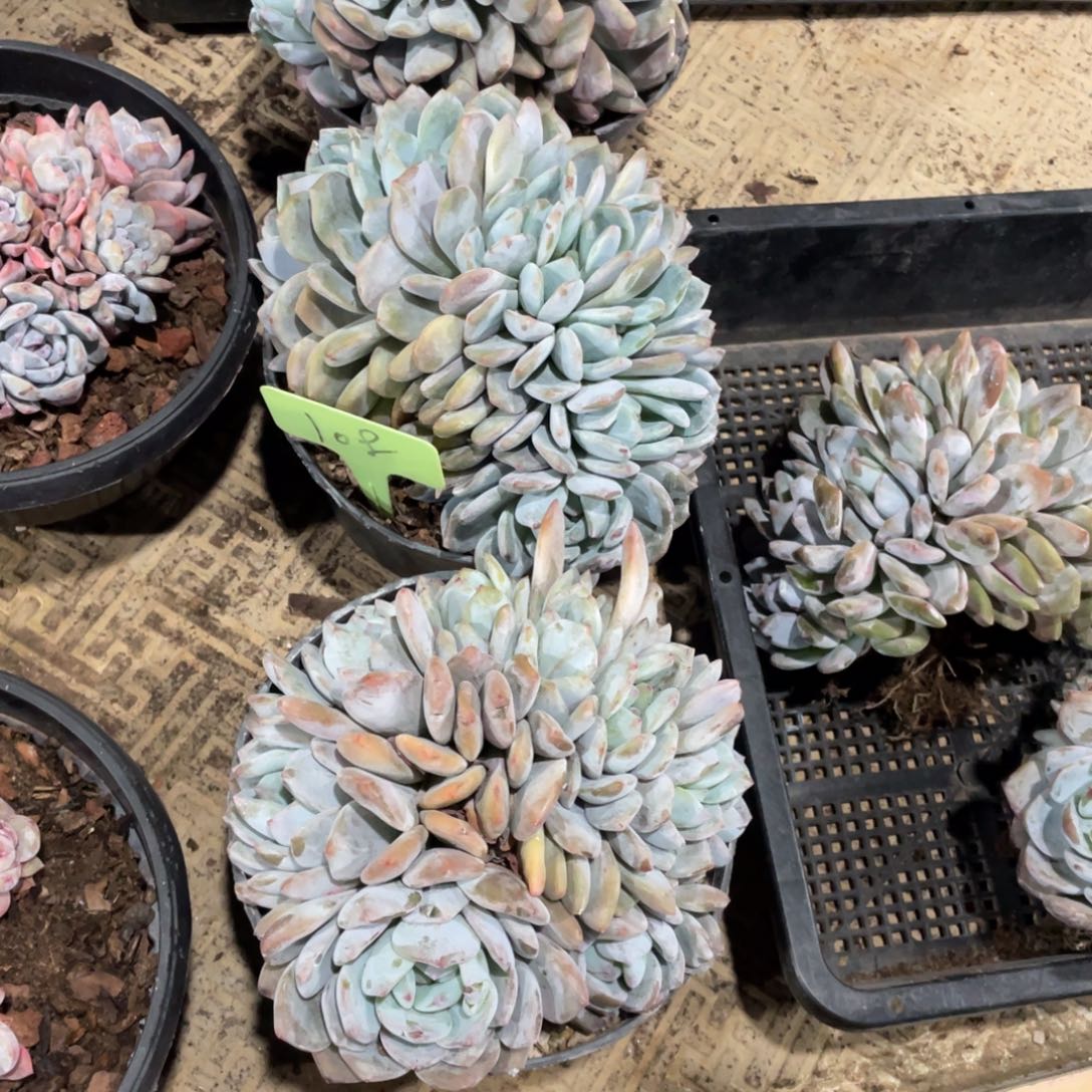 明***！星影缀化多头群生108