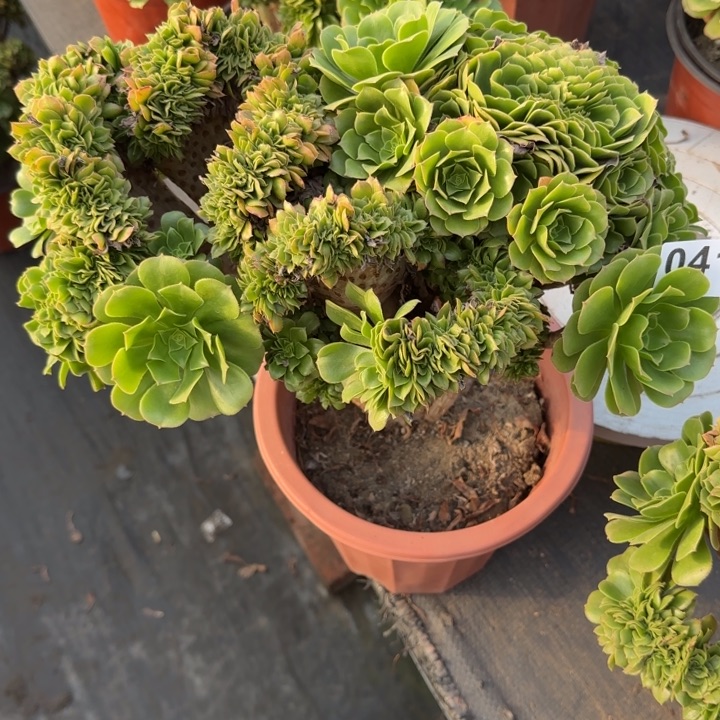 喜***】多肉植物绿羊绒缀041