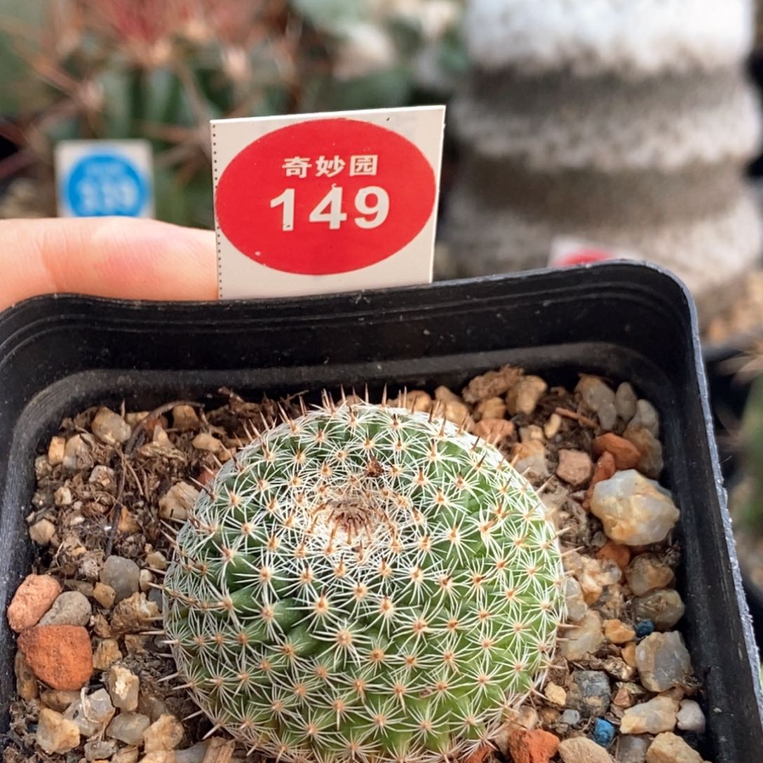 实生欧系恋山彦3.4cm