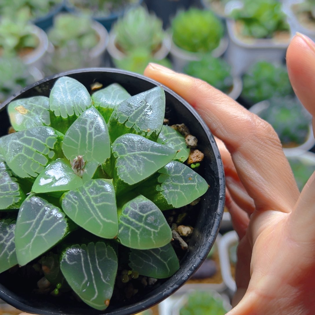 万象盆月影寿多肉一颗