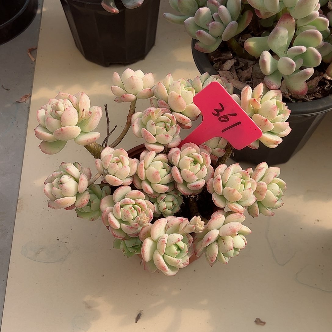 旧**远361香草多肉植物