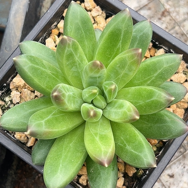 领航员美人大单头特价多肉