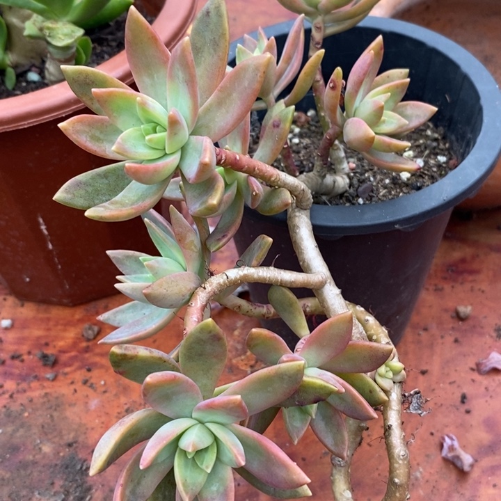 布丁整无砍多肉小老桩