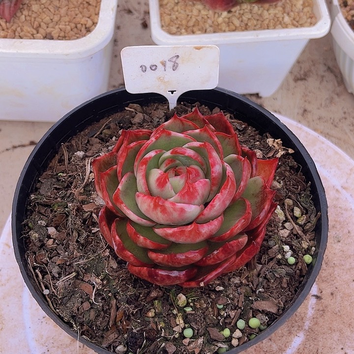 惊鸿仙子多肉植物18