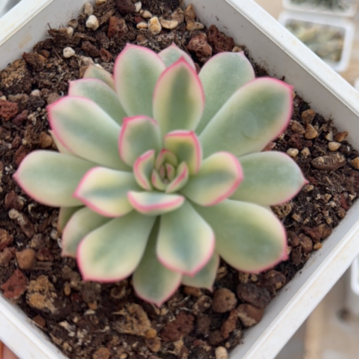 雨燕座锦，多肉植物