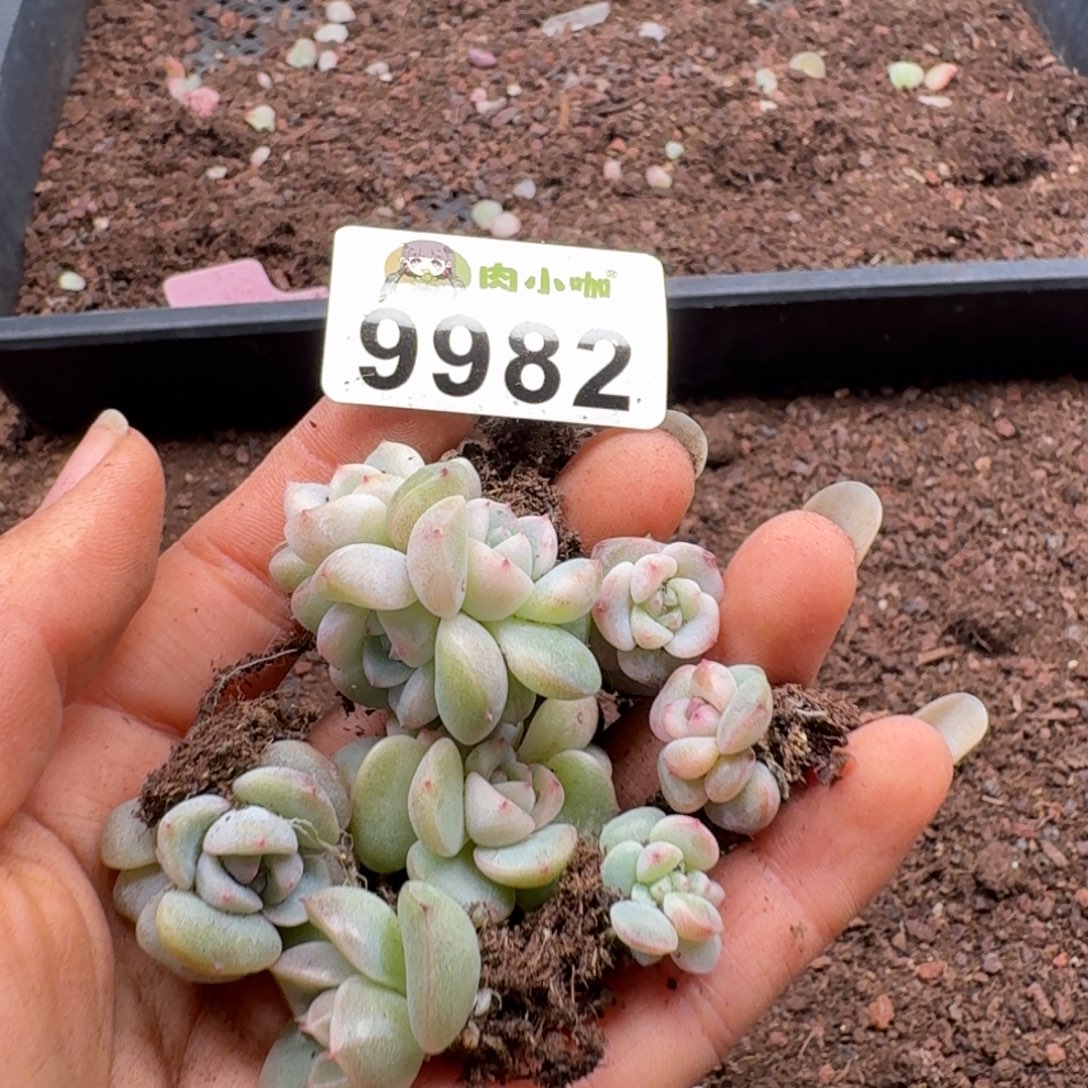 柒***默多肉植物多肉植物