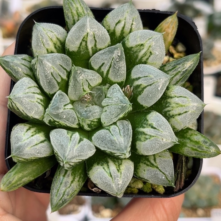 哈哈哈哈哈哈哈哈哈