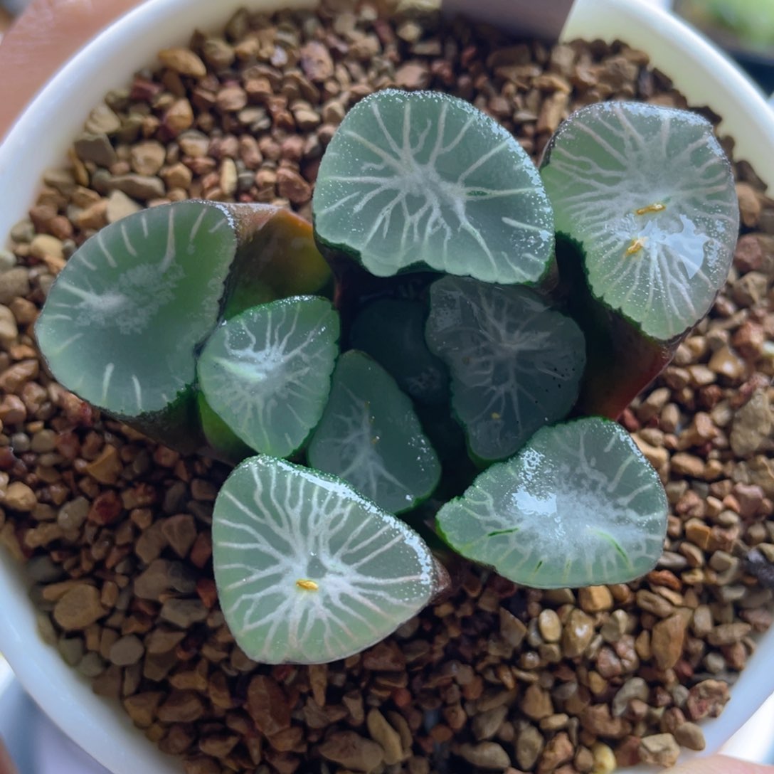 11.十二卷多肉大宝万象。     