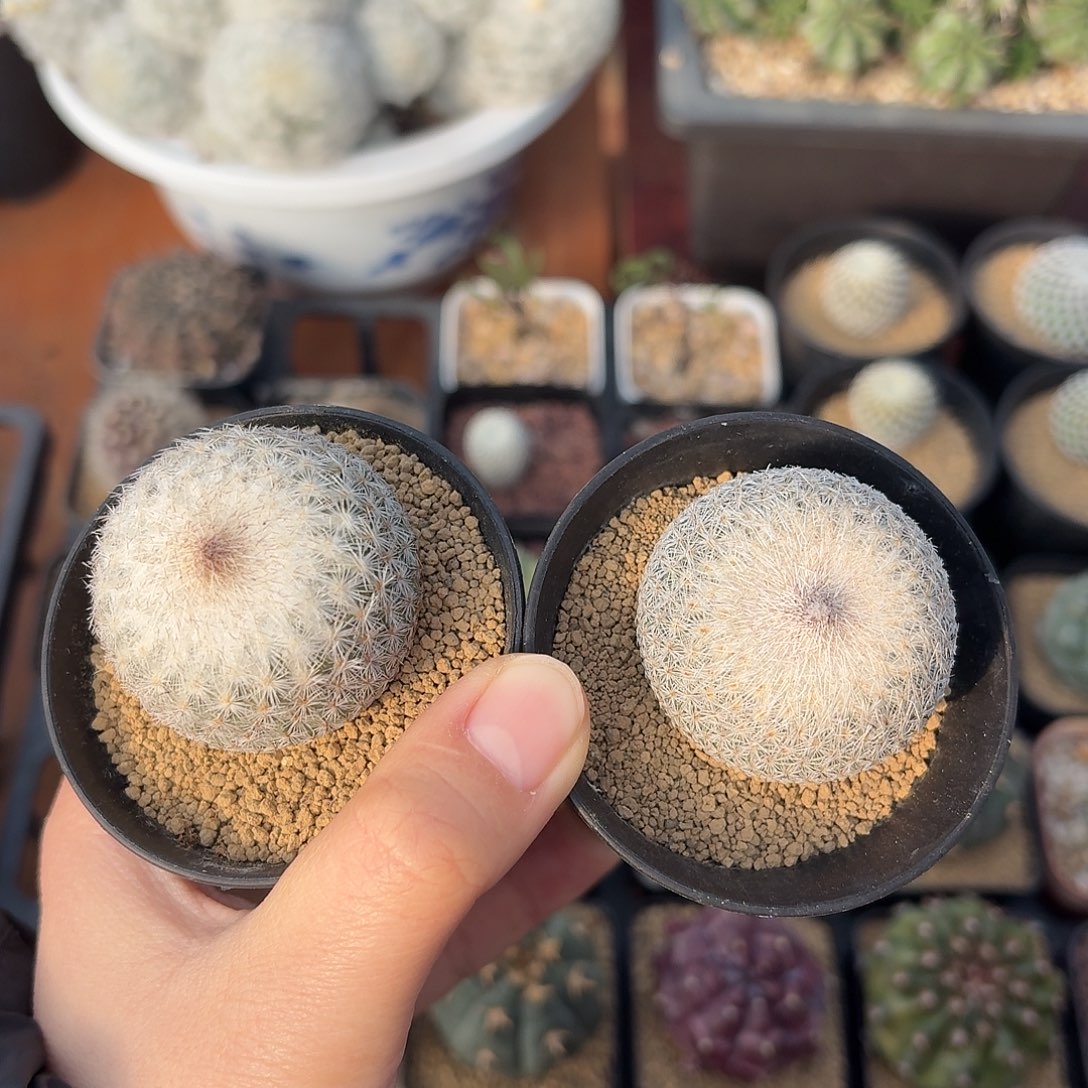 P***a两颗月世界仙人球123