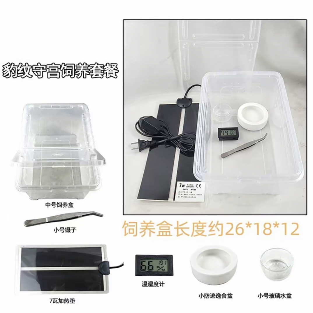 守宫新手饲养套装含透明饲养盒及加热垫适合爬虫宠物