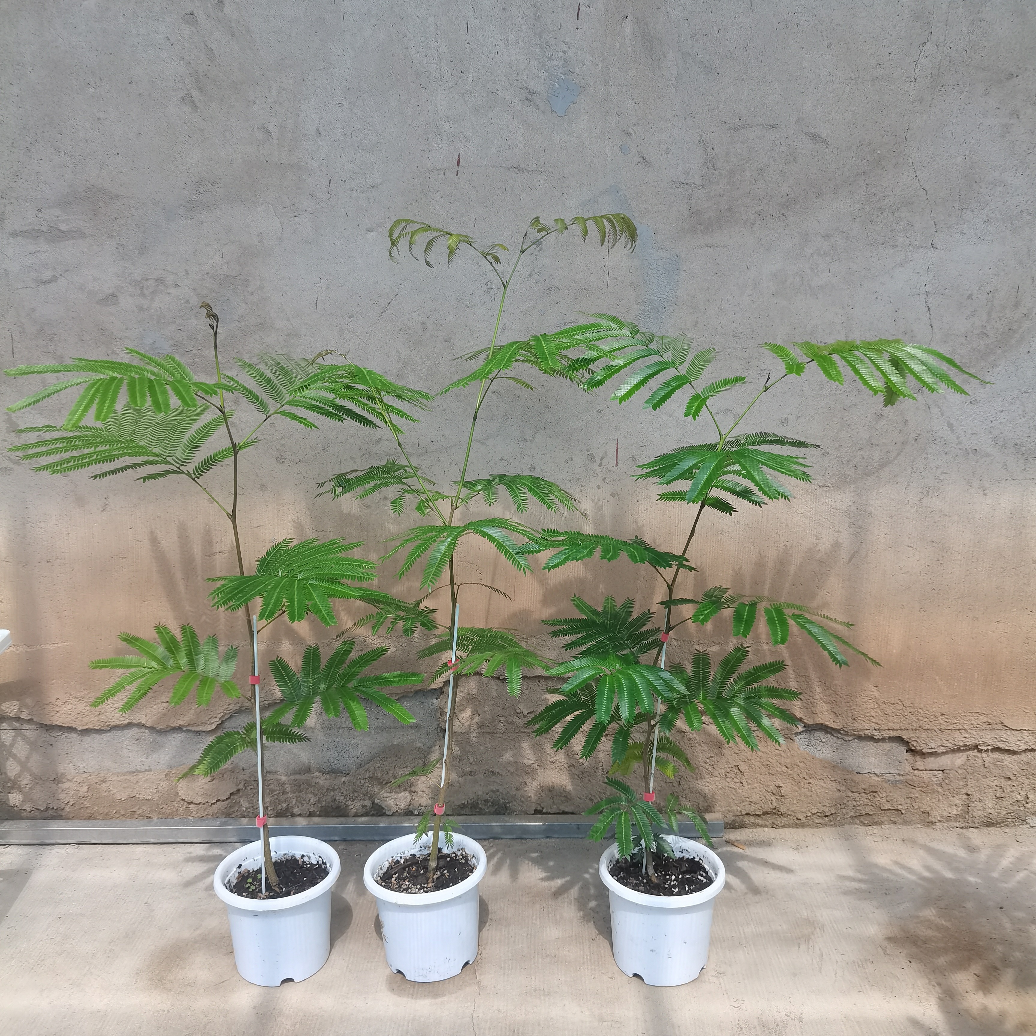 直播一物一拍密叶猴耳环室内好养绿植盆栽