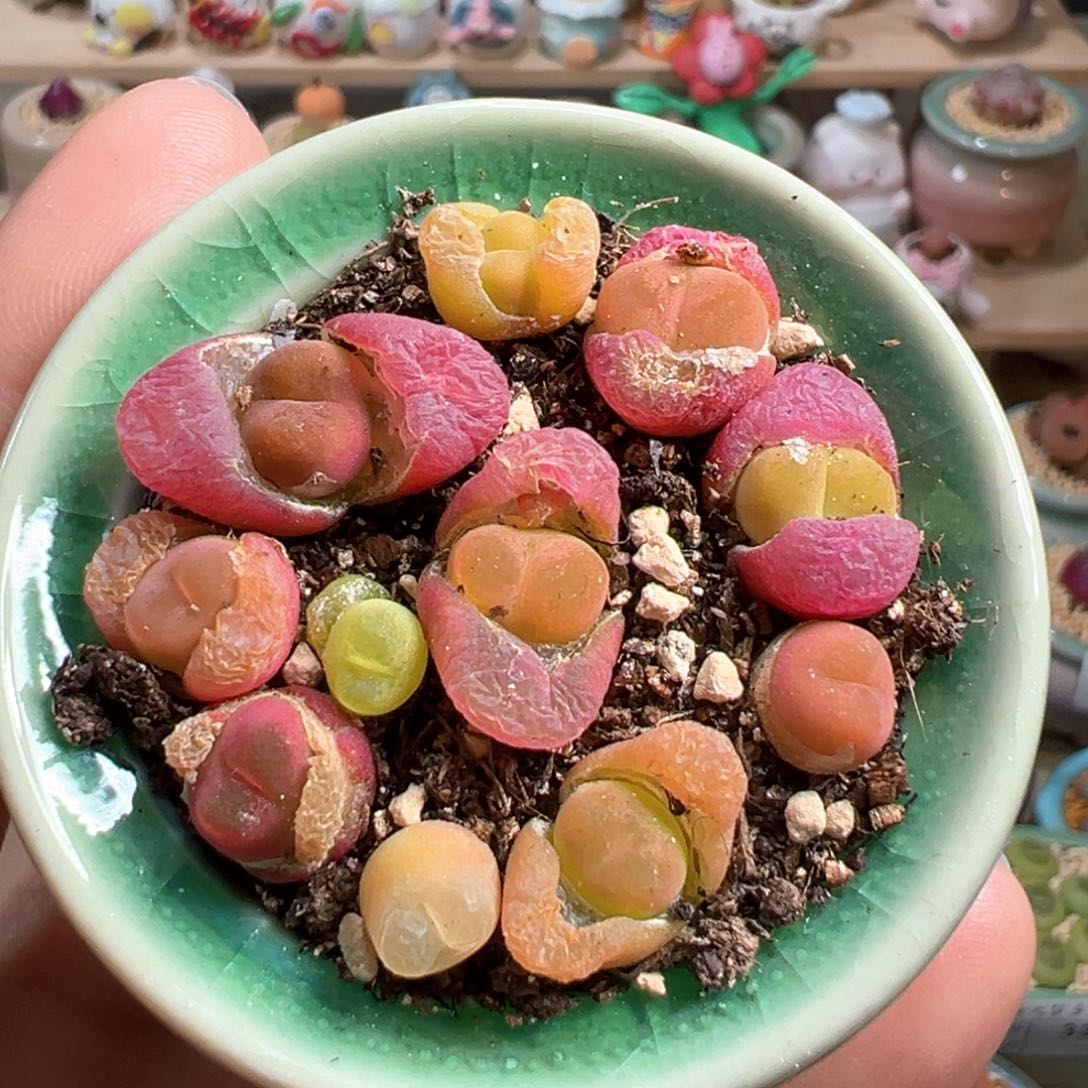 多肉植物100号彩色毛毛