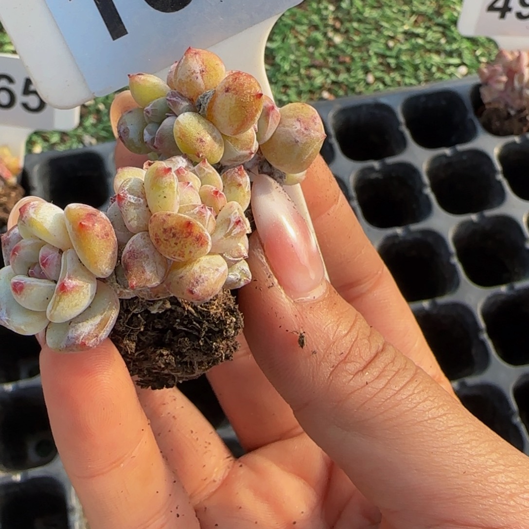 D***u164 号一物一拍特价福利