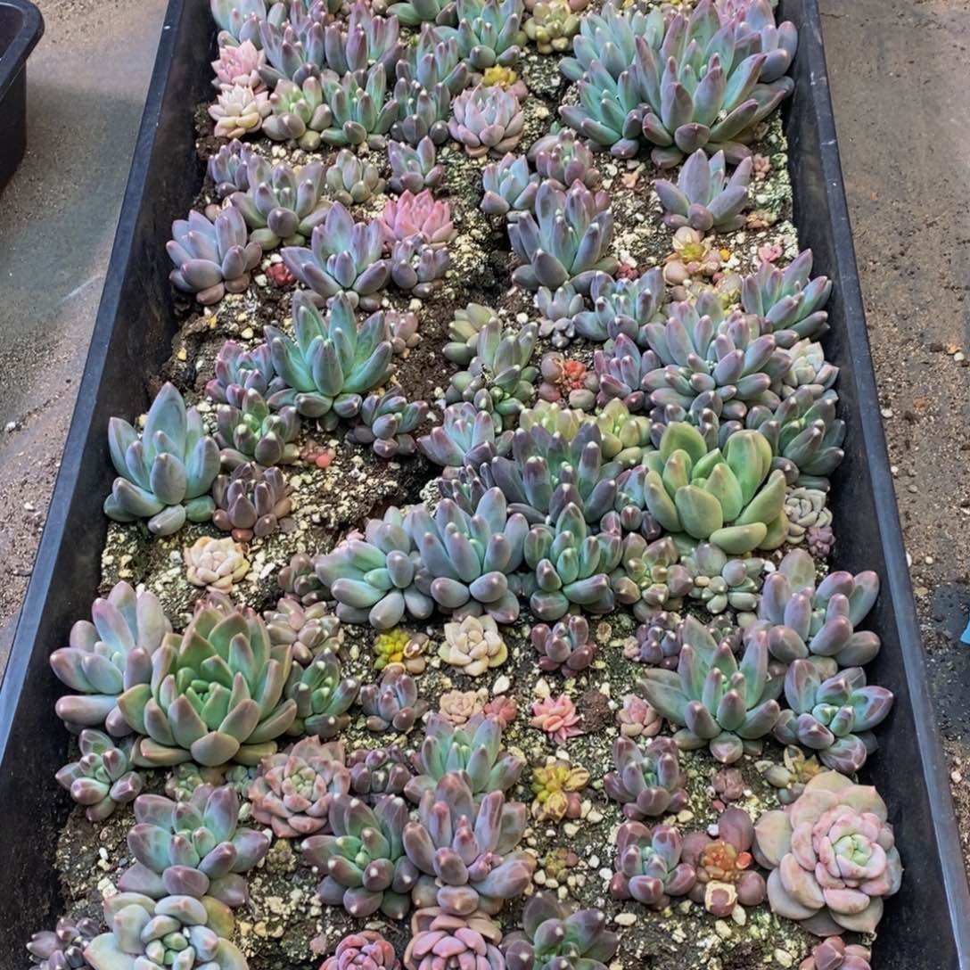 巴****锅001的人都是这样吗。