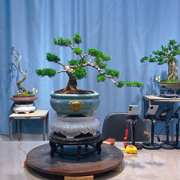 无花朵广东皱皮雀舌黄杨