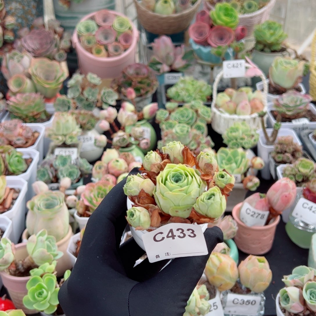 *****433仙透毛系飘枝小群福利。 一物一拍